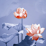 池池_的头像