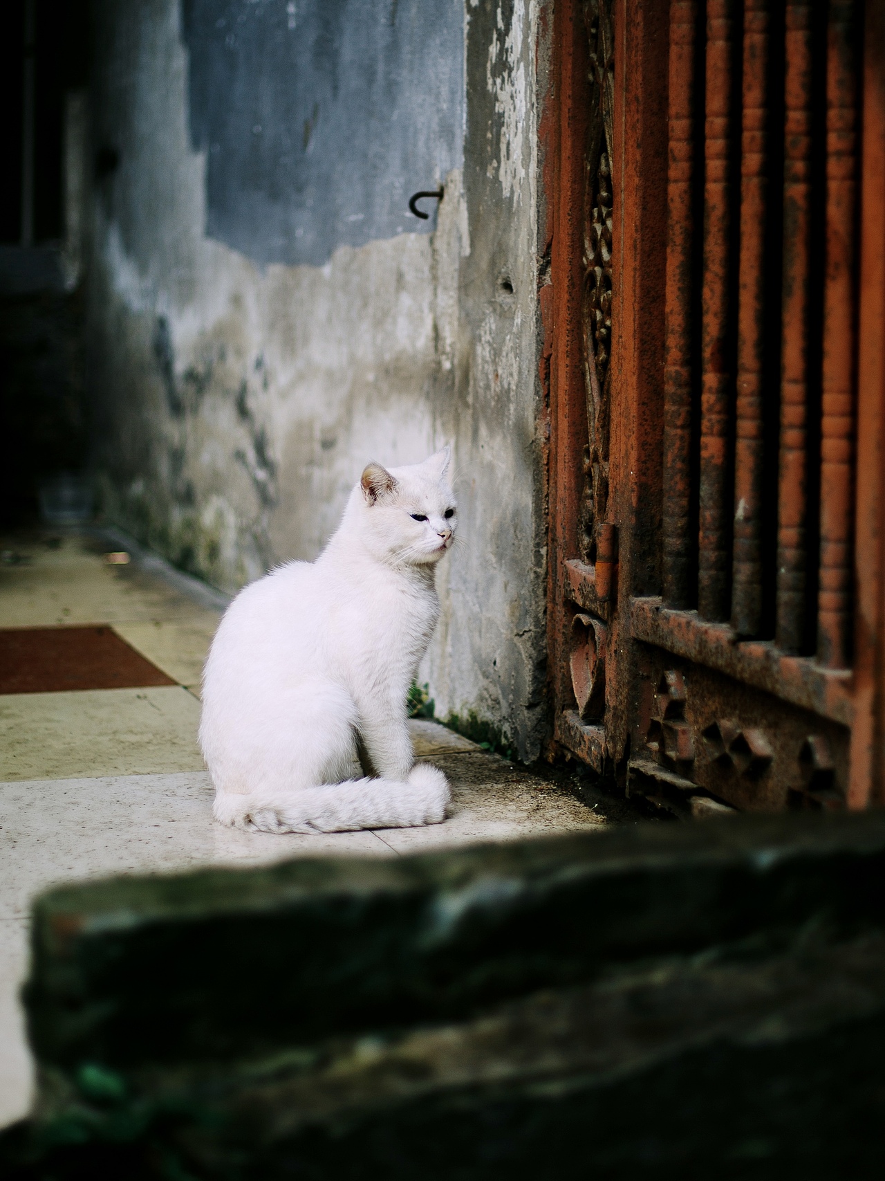 重庆森林（图ZMzY2NTg5MDA4） - 风光摄影 - 站酷设计师光子iiii原创素材 - 站酷ZCOOL