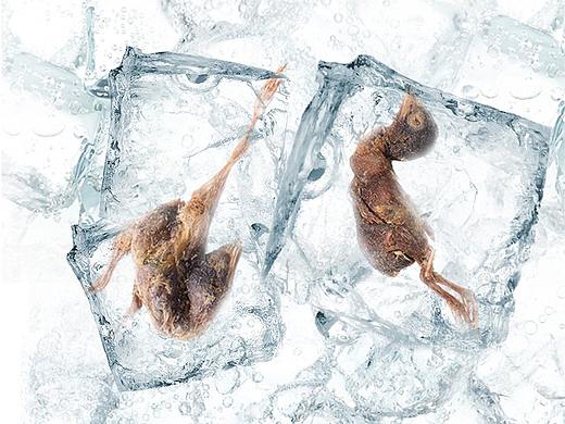 凍干鵪鶉（個(gè)人主頁(yè)-ZNDIwNjM2MzI=） - 電商 - 站酷設(shè)計(jì)師貓拉斯加原創(chuàng)素材 - 站酷ZCOOL