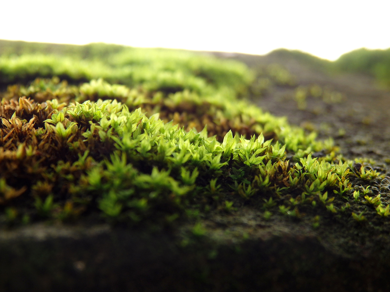 遇见青苔（图ZNTExNTE0ODA=） - 产品摄影 - 站酷设计师HELENE0419原创素材 - 站酷ZCOOL