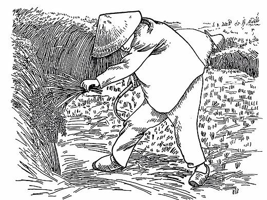 秋收 水稻 大米包装 收割 黑白插画 版画