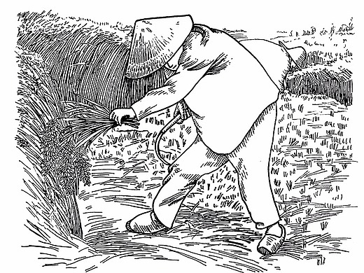 秋收 水稻 大米包装 收割 黑白插画 版画