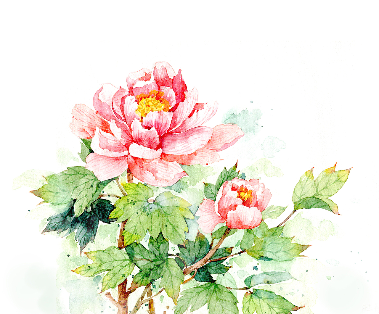 牡丹花开 br>富贵满堂