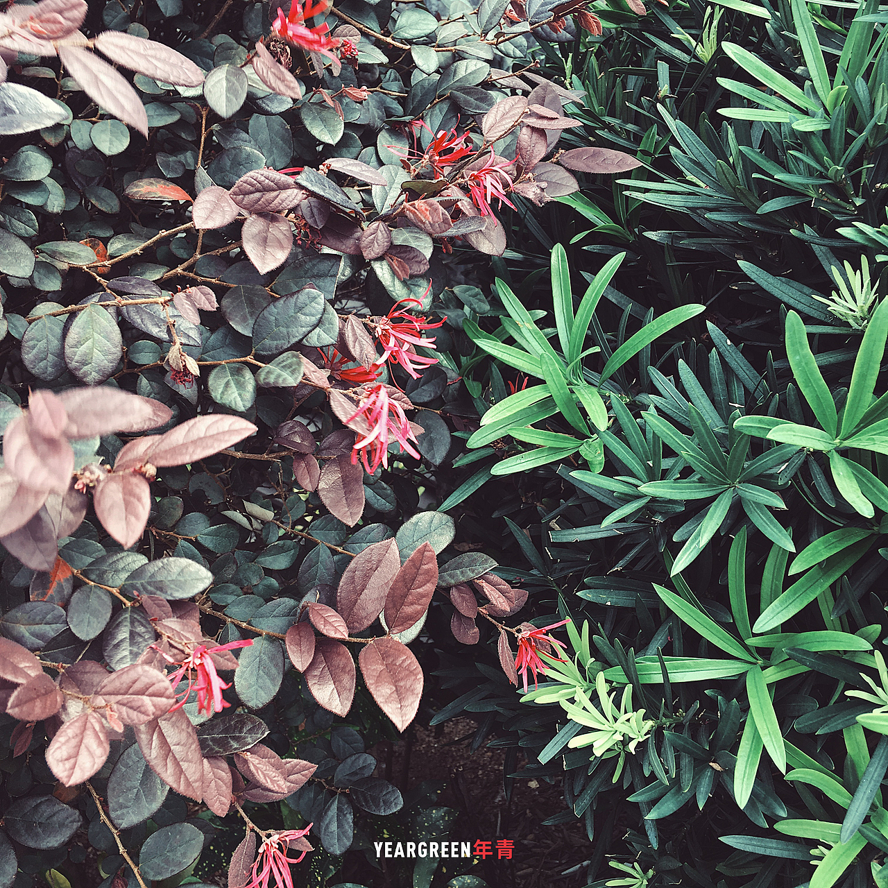 iPhone摄影 · 所见