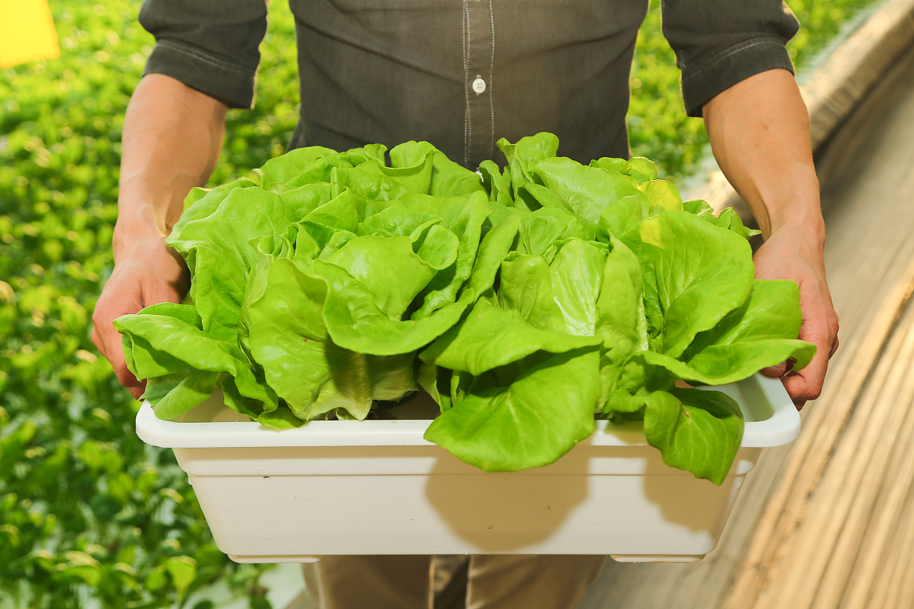 这是一家无土栽培的蔬菜品牌,地址在秦岭边上.环境优美,光线充足.