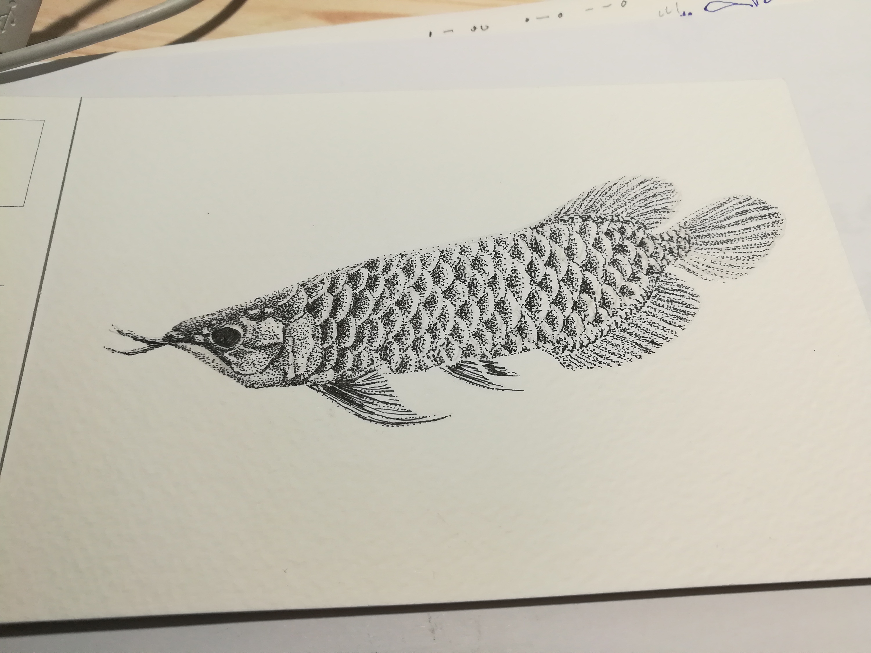 金龙鱼素描画图片