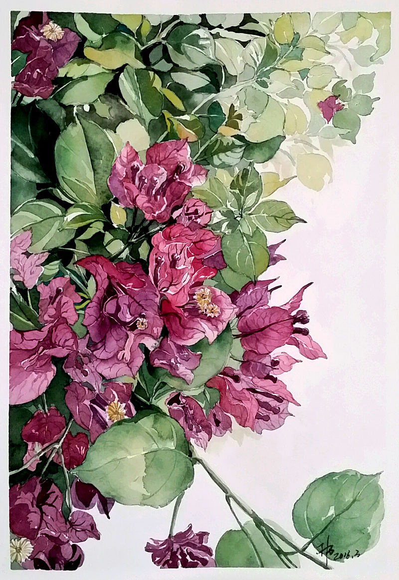 水彩花卉三角梅