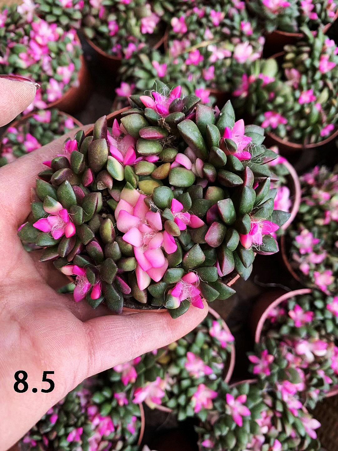 云南东南亚多肉绿植（图ZMTU1NDUxOTUy） - 产品摄影 - 站酷设计师绿植玩家原创素材 - 站酷ZCOOL