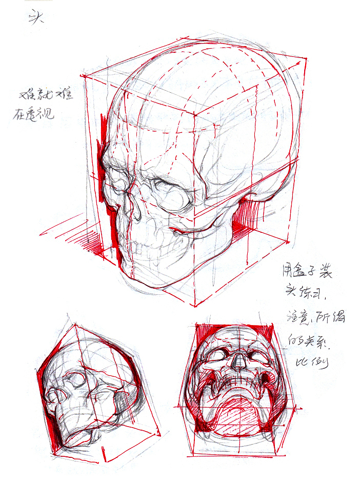 【头部透视】
头部难点就在于透视,用盒子装头的方法练习,注意比例关系。头部的比例因男女、人种、年龄的不同,都会有所不同。<br>