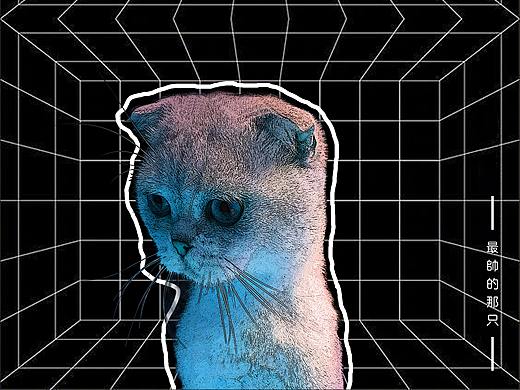 我家的猫