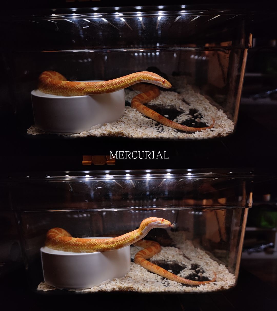 蛇（图ZMzM2MTE1Mzky） - 宠物摄影 - 站酷设计师Optimismc原创素材 - 站酷ZCOOL