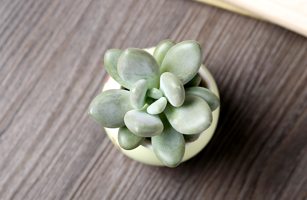 多肉植物 绿植 盆栽 白美人（图ZNjg5MzA0NDQ=） - 产品摄影 - 站酷设计师niuniu18721原创素材 - 站酷ZCOOL
