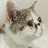 白大白hwh的头像