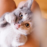 猫小咪小墨点的头像