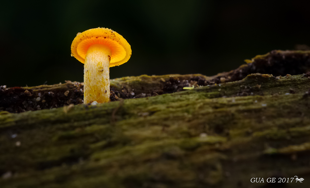 瓜哥生态篇-微距的魅力无处不在（图ZODY0NTM5NzY=） - 风光摄影 - 站酷设计师瓜哥微距摄影原创素材 - 站酷ZCOOL