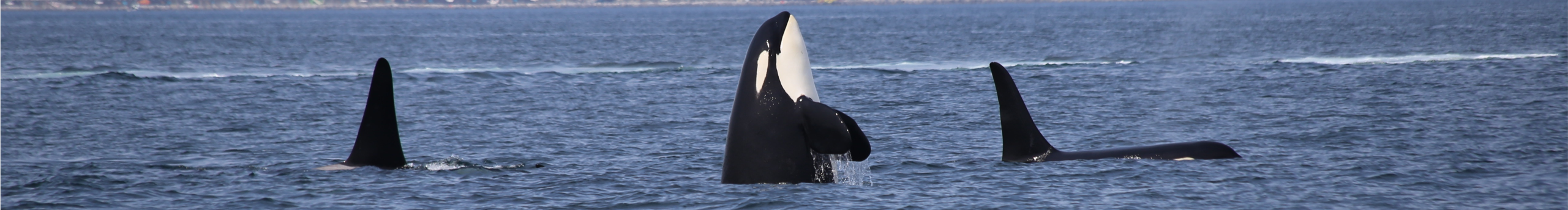 Hironori的个人主页（封面预览） - 主页封面设置 - 站酷设计师Hironori原创素材 - 站酷ZCOOL