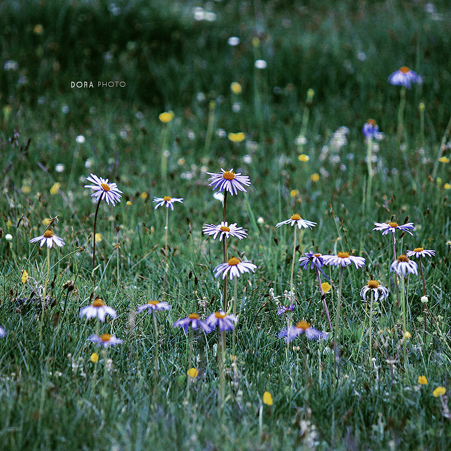 一场繁花（图ZMTI4NjA1NzY4） - 风光摄影 - 站酷设计师朵拉影像原创素材 - 站酷ZCOOL