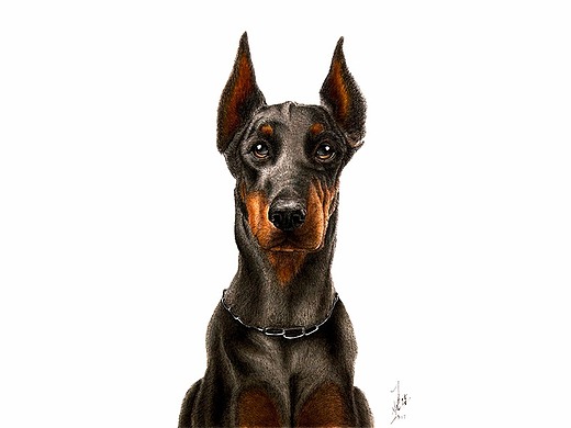 yjk钢笔画京巴犬