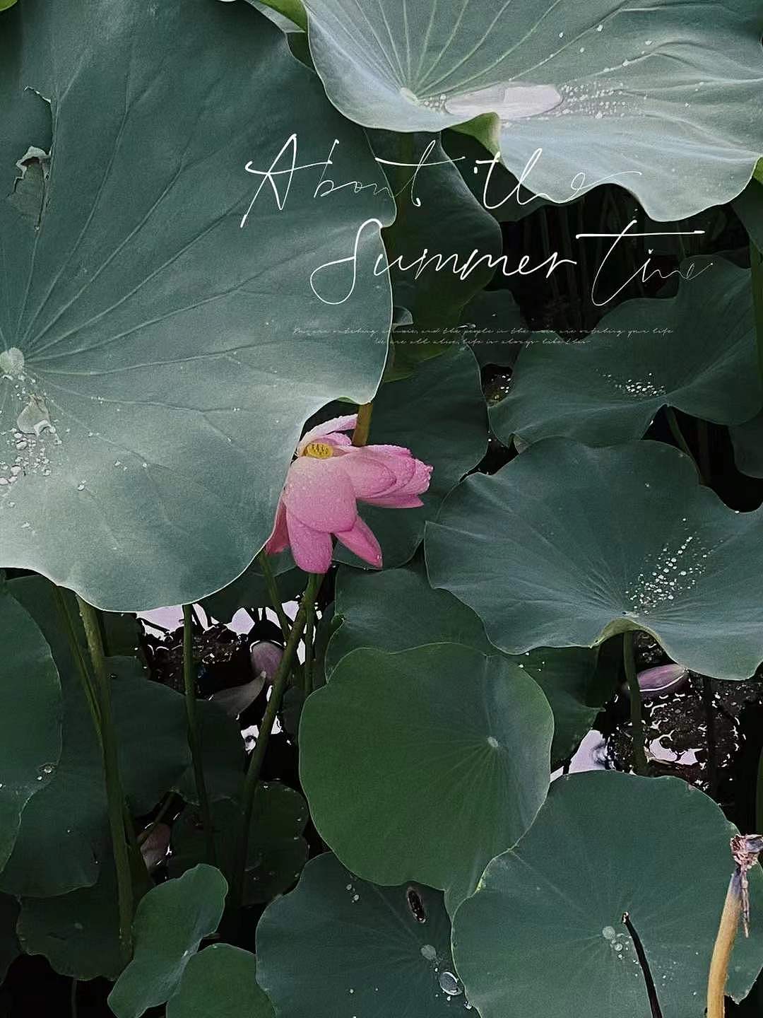 2021年的夏（图ZMjg0OTUzMDY4） - 风光摄影 - 站酷设计师张炸克原创素材 - 站酷ZCOOL