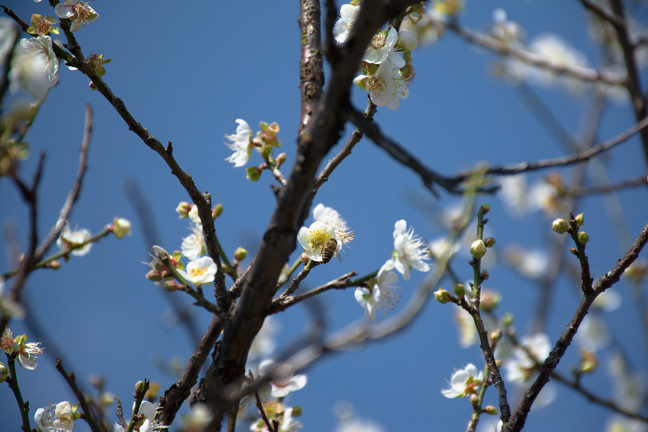 梅花-广州萝岗香雪