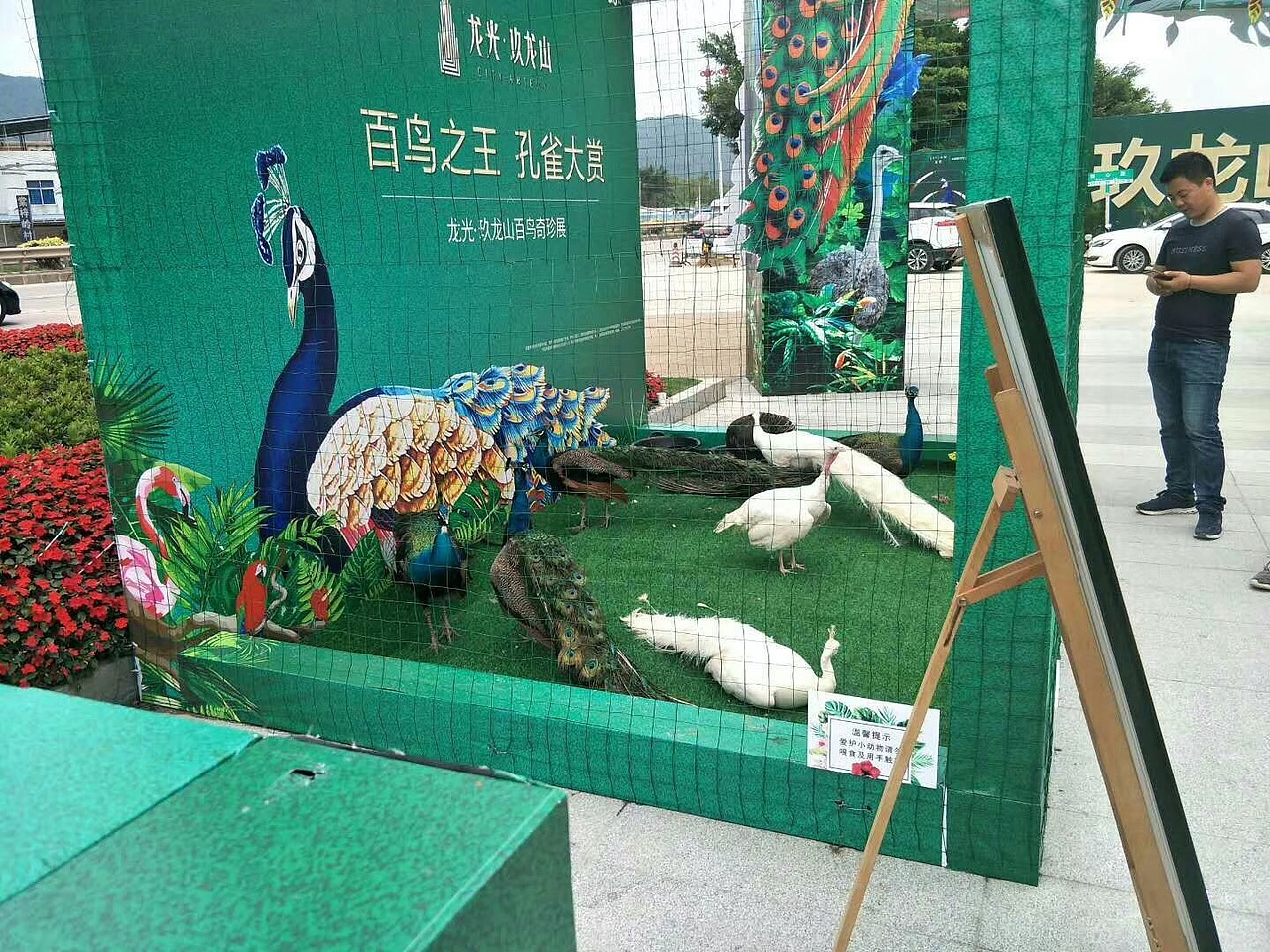 百鸟展出租 鹦鹉表演租赁