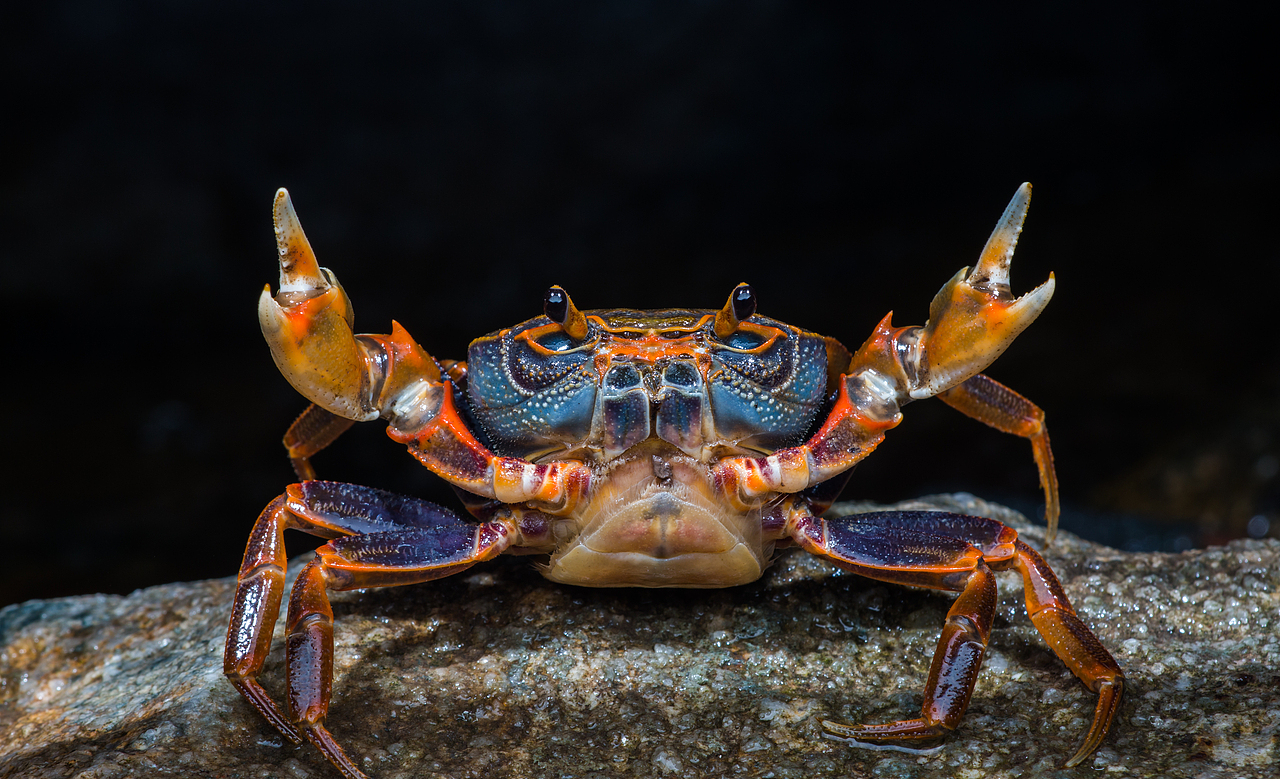 霸气的野生螃蟹