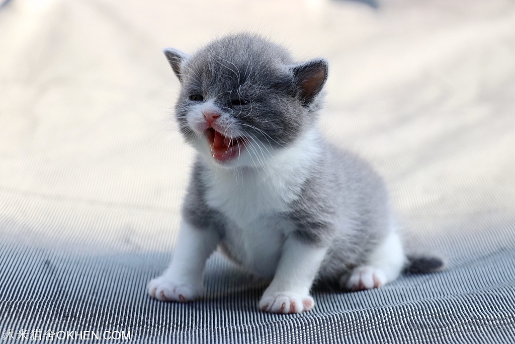 2.英短-蓝白色-公-五粉(黑眼豆豆)