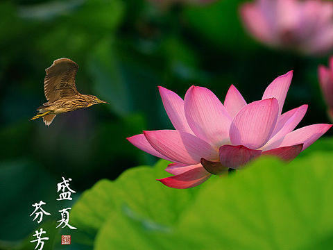 荷•韵