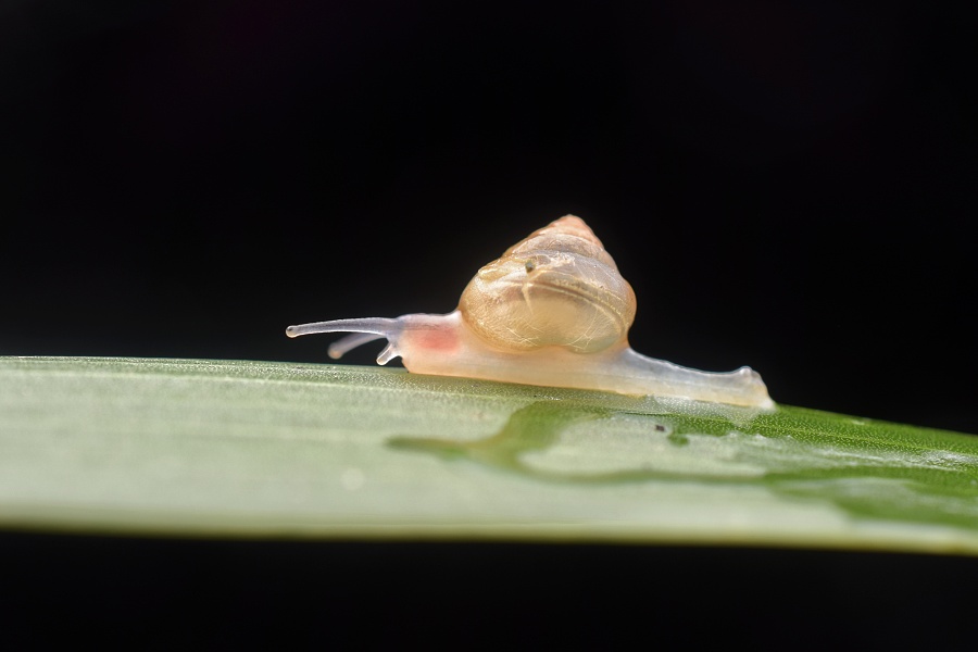 一只可爱的小蜗牛