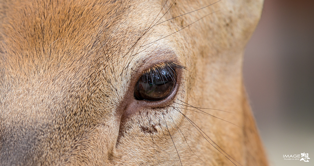 《如果...关在笼子里的是我们》