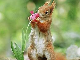 临摹小动物造型