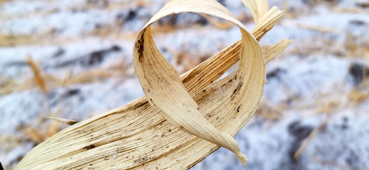 雪景——六瓣霜花