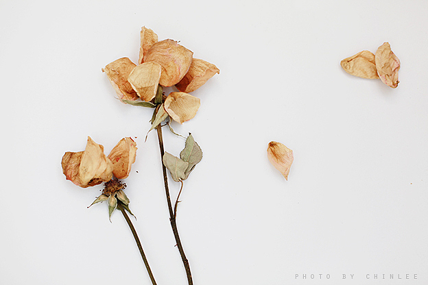 枯物（图ZODIxNzExNg==） - 产品摄影 - 站酷设计师chinlee原创素材 - 站酷ZCOOL