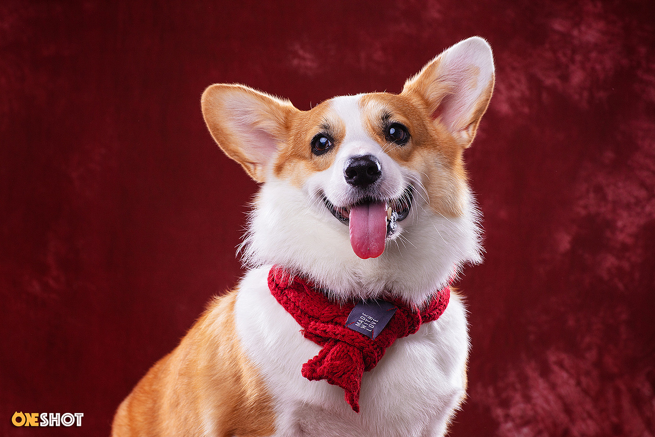 感受一下一只全速向你驶来的激萌小短腿（图ZMTc2NjExMzg4） - 宠物摄影 - 站酷设计师WildKay原创素材 - 站酷ZCOOL