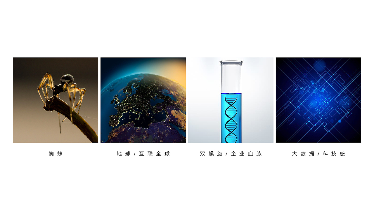 四维蜘蛛网络科技有限公司品牌设计方案
