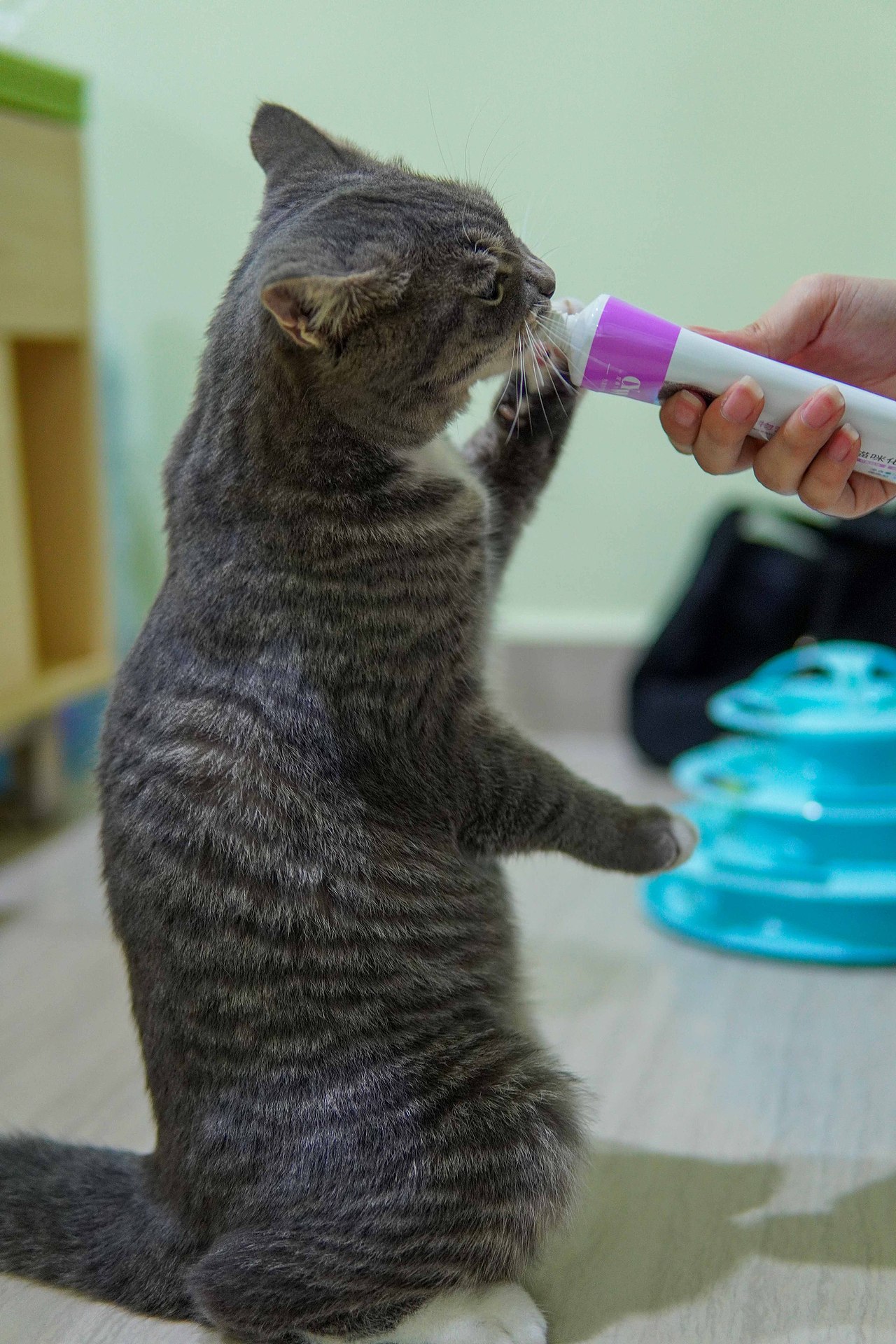 【宠物摄影】与传说中的小小猪🐱见面了~