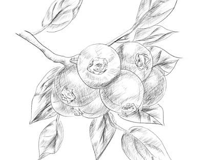 手绘蓝莓