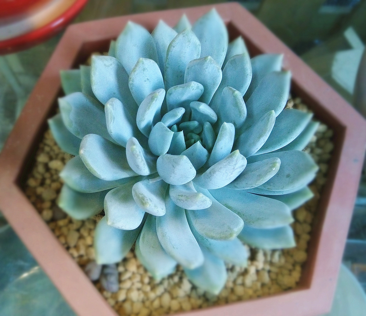 多肉植物（图ZMTI3NzEwNDQ=） - 风光摄影 - 站酷设计师海乐儿的鱼原创素材 - 站酷ZCOOL