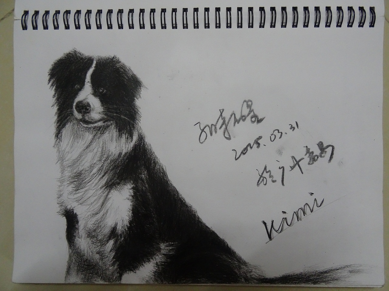 kimi边牧犬速写