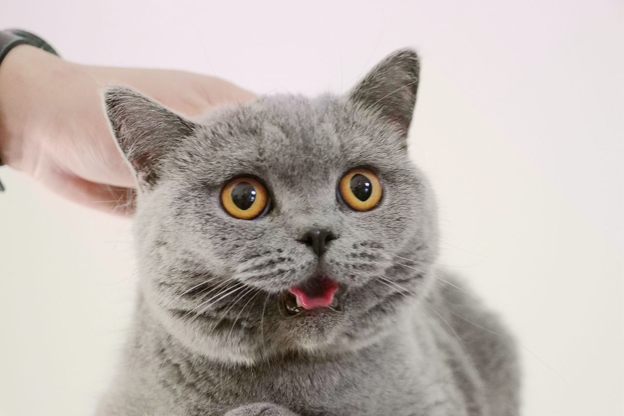 种猫-MM-纯蓝色-冬梅-英国短毛猫|沐米猫舍