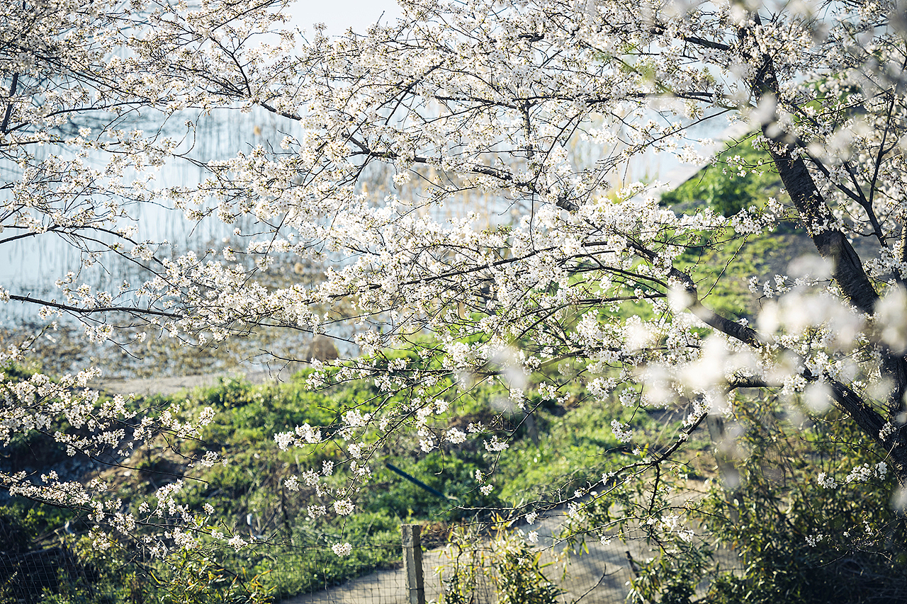 城郊樱花。其一