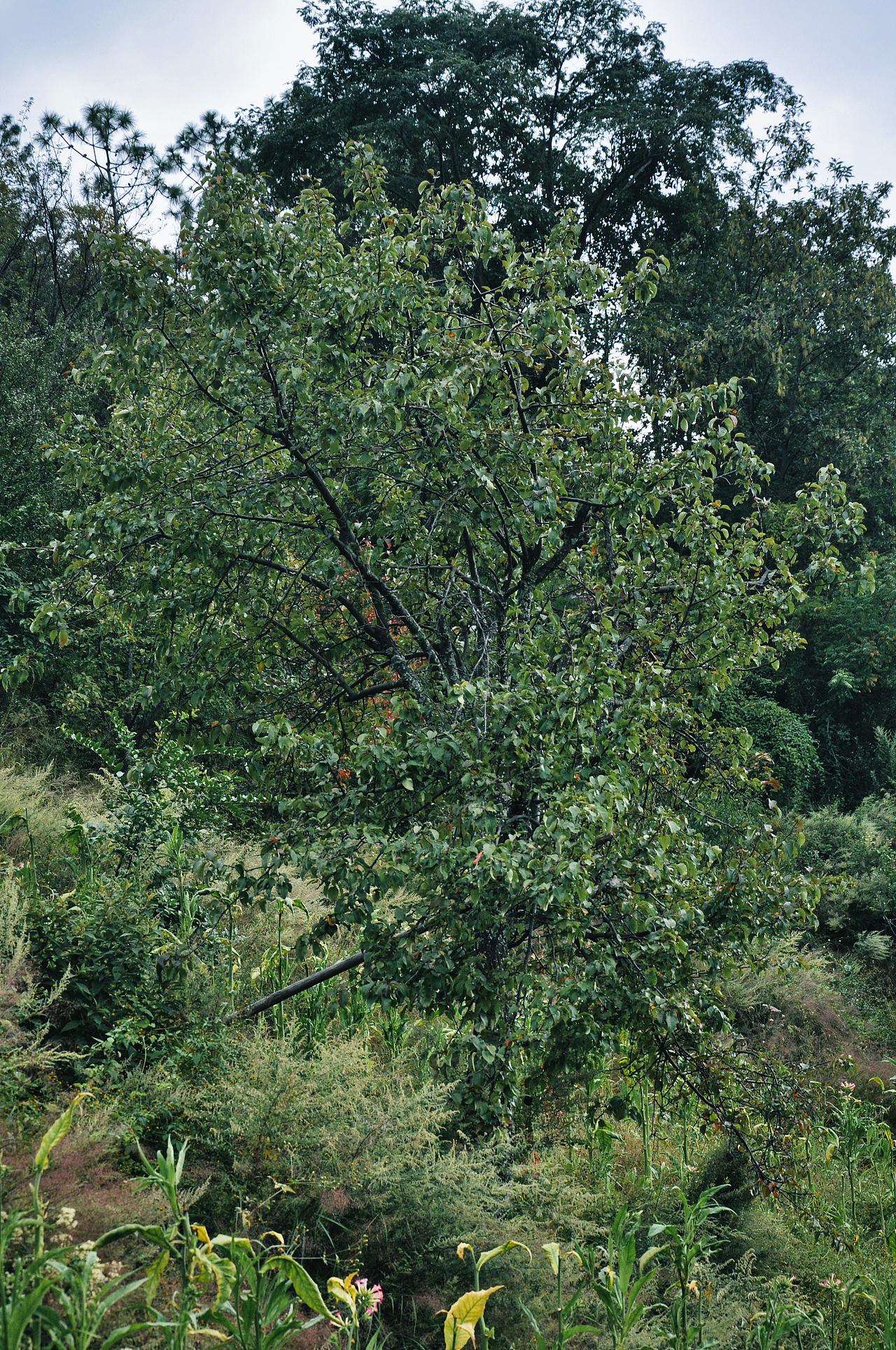 2013年国庆回家村子里（一）（图ZMzU2ODAyODcy） - 人文/纪实摄影 - 站酷设计师焦虑到掉头发原创素材 - 站酷ZCOOL