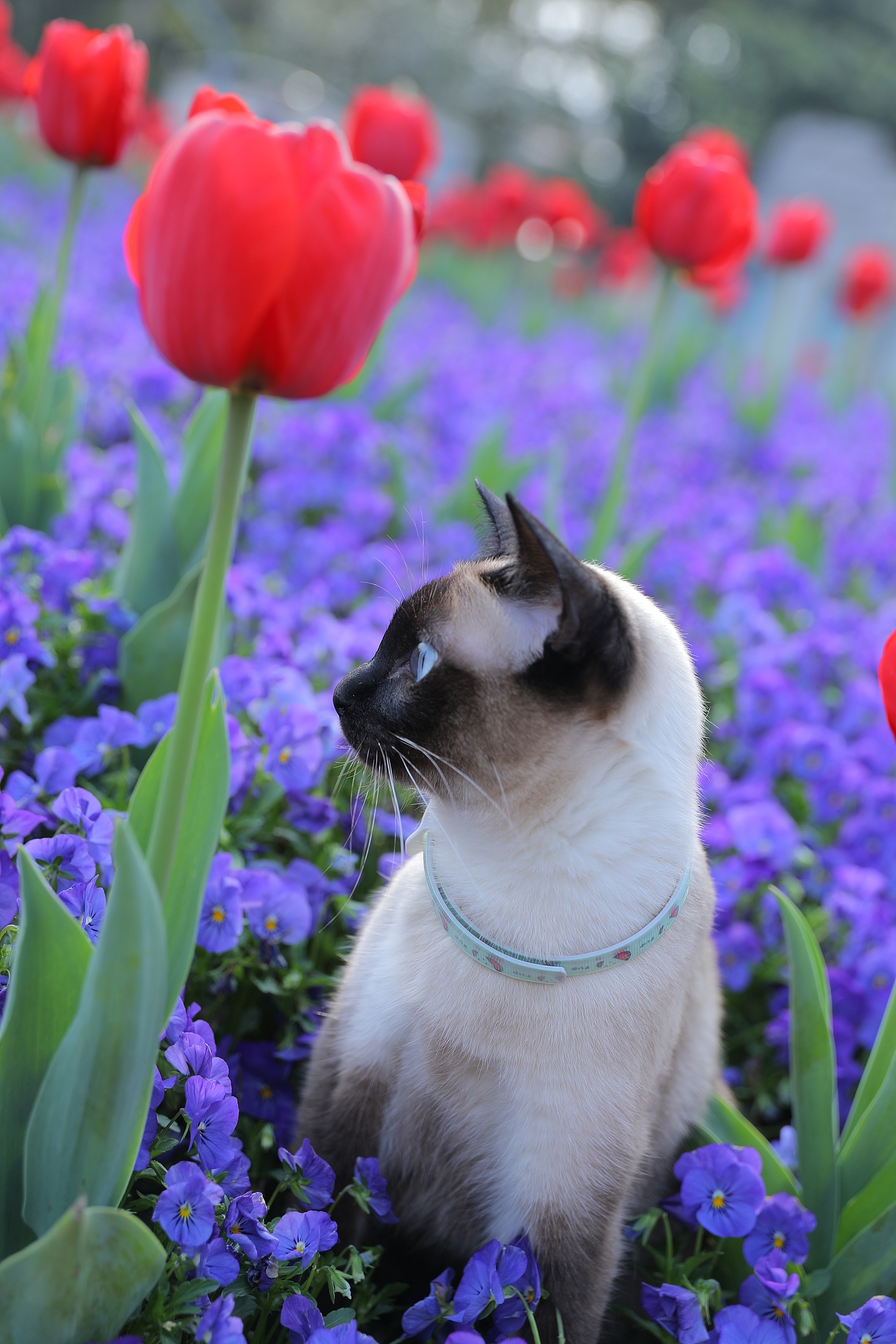 原创/摄影/宠物摄影