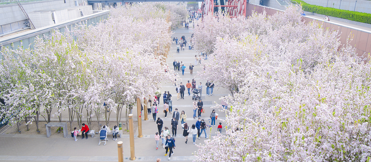 北京春天的花（奧林匹克森林公園）（圖ZMzM2NjA4NzA4） - 人像攝影 - 站酷設計師拾光者Orince原創(chuàng)素材 - 站酷ZCOOL