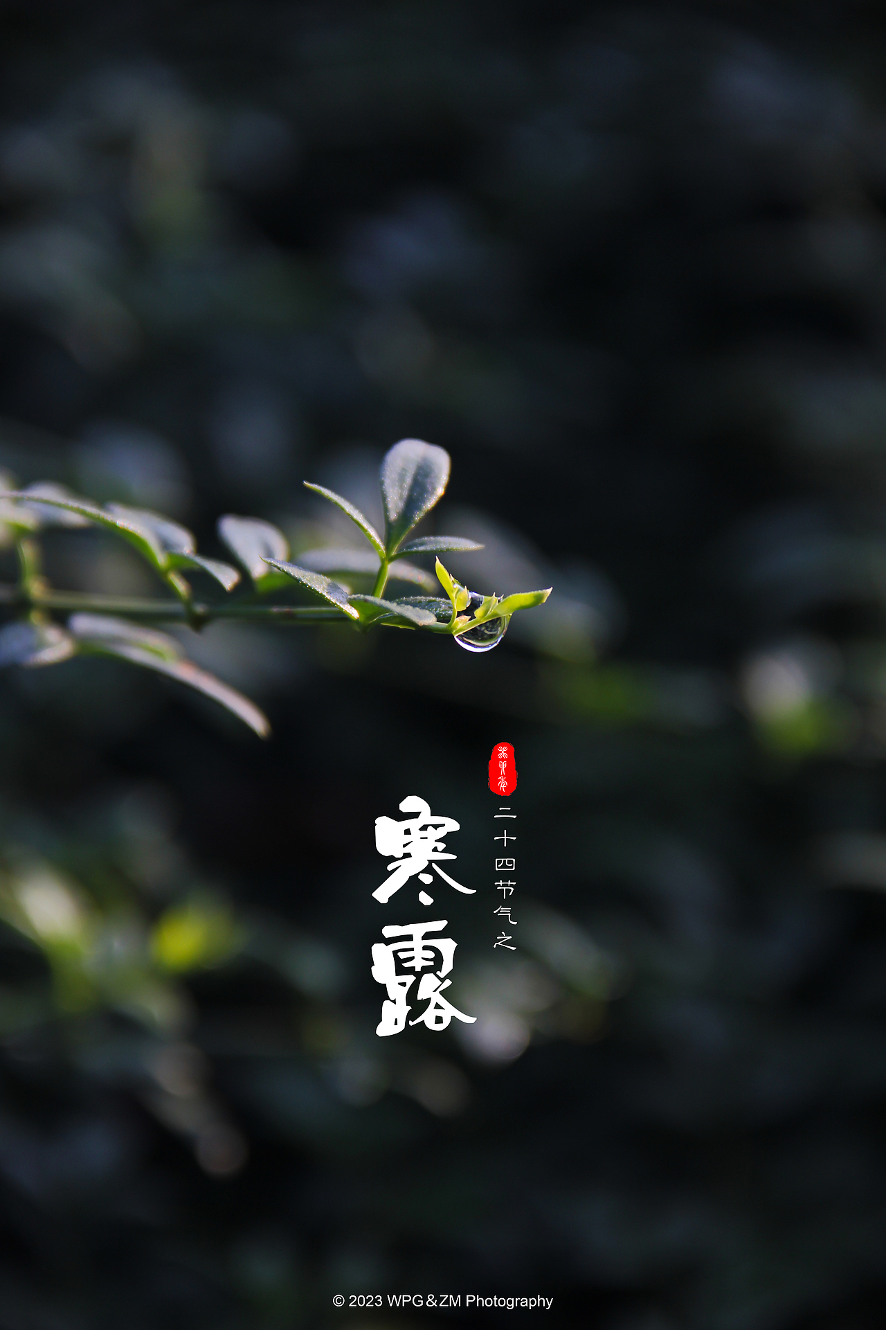 《 寒露 》（图ZMzUyMzA1Mjg4） - 其他摄影 - 站酷设计师王珮光原创素材 - 站酷ZCOOL
