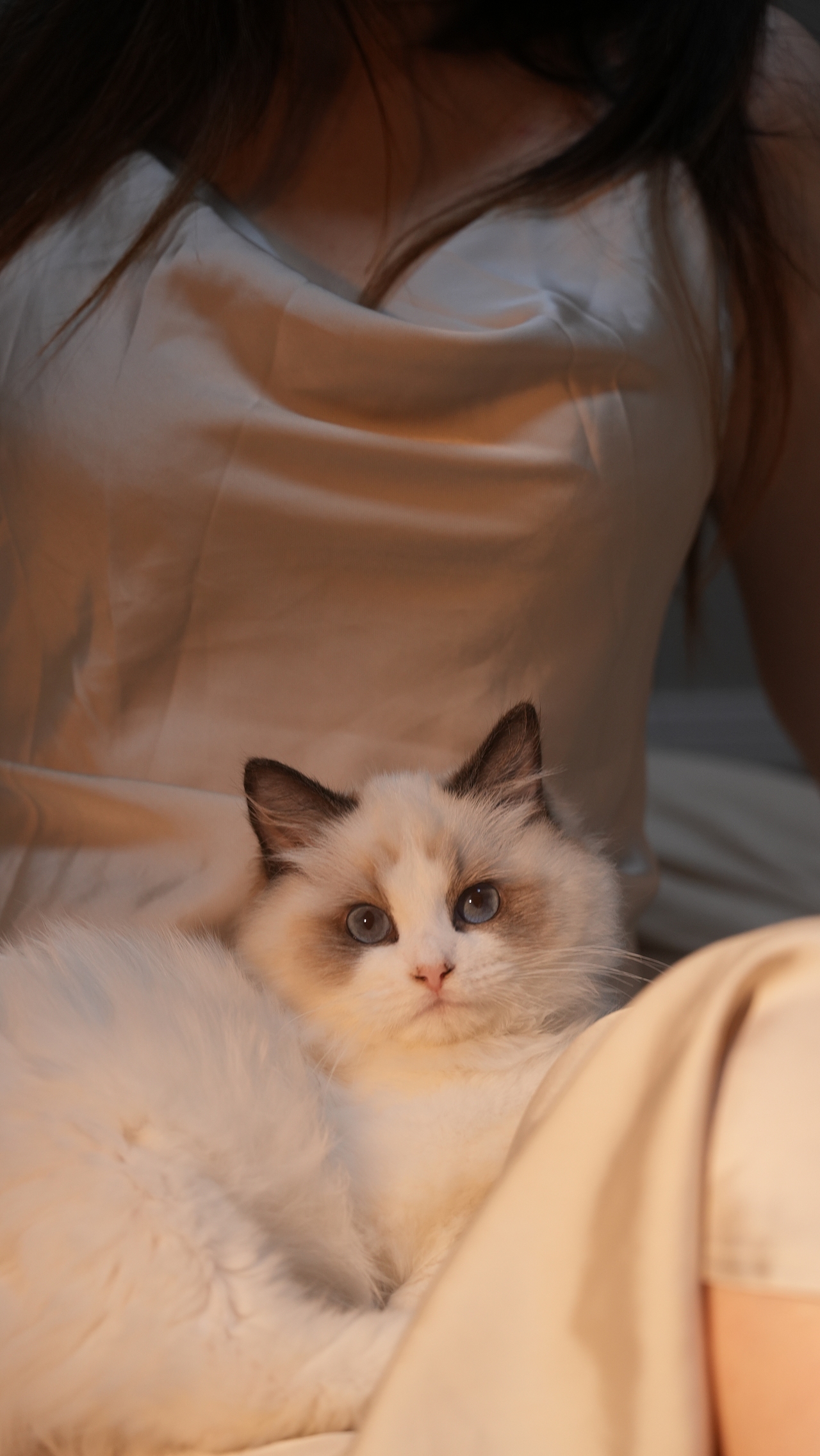 小猫莱莱（图ZMzYwMjc3NDky） - 宠物摄影 - 站酷设计师糊糊RpQ原创素材 - 站酷ZCOOL