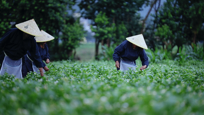 「东方纯净植物」三草两木溯源全案视觉
