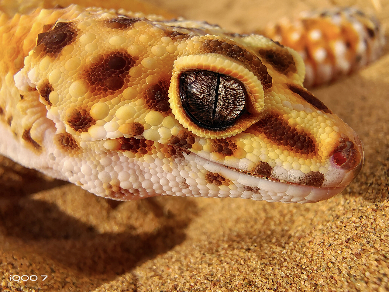 vivo手机样张拍摄作品集锦