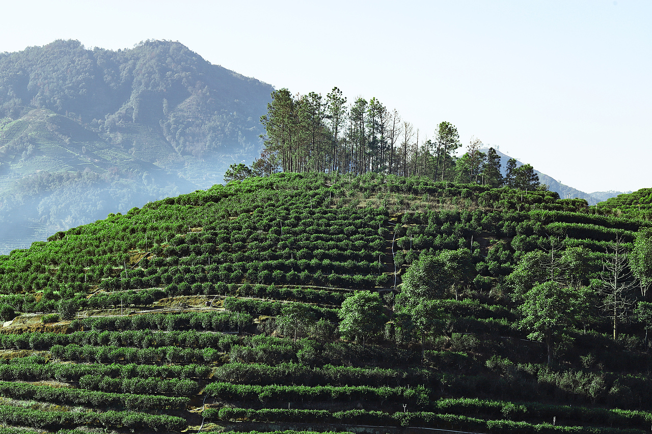 潮州凤凰山茶山照片图片