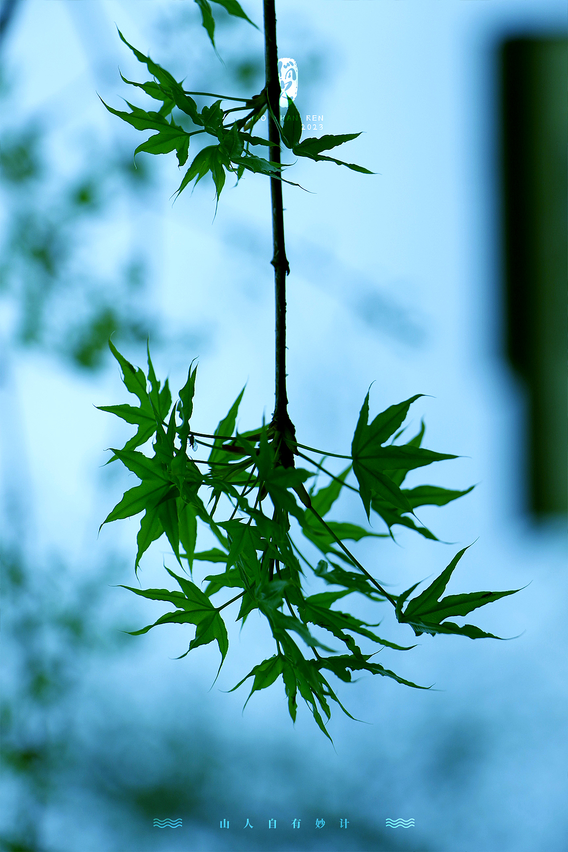 清明-雨后-采花